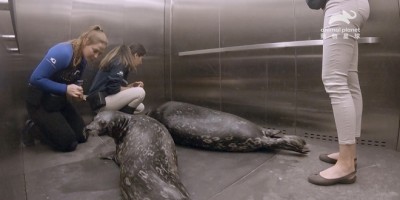 美国《乔治亚水族馆》幕後故事公开！人气企鹅染肺炎紧急送医