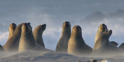 澳洲森林大火後的绝地重生！《野火劫後》精彩全纪录