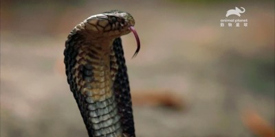 走访神话生物原乡！《法兰克龙的传说》写下现代寻龙传说