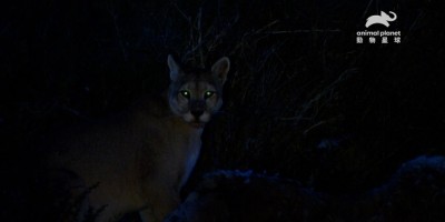 全球大猫徵召令！《野地赢家》狮虎豹一次看够够
