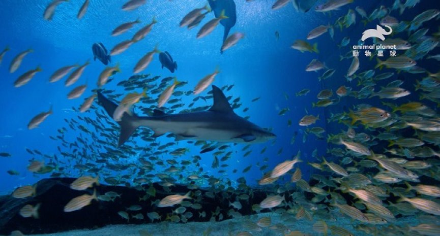 美国《乔治亚水族馆》幕后故事公开！人气企鹅染肺炎紧急送医