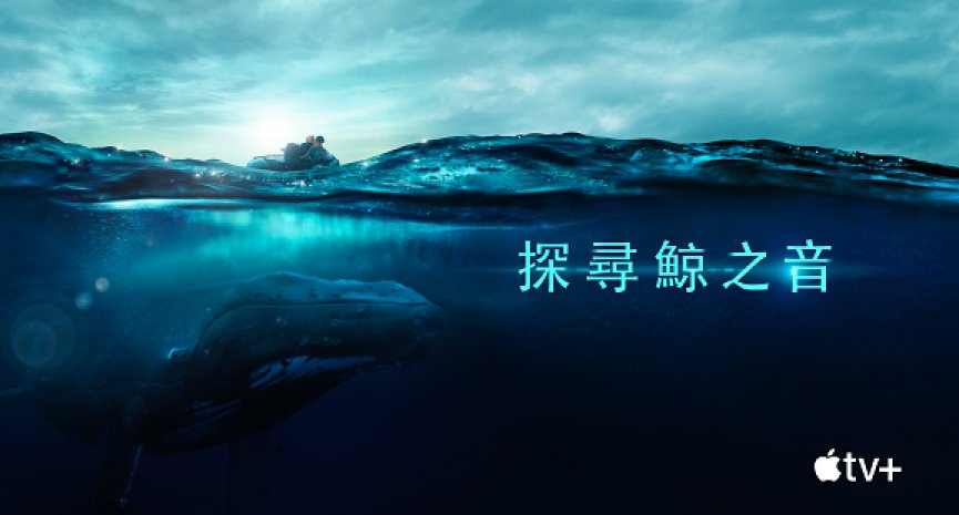 赏鲸季开跑！Apple TV+纪录片《探寻鲸之音》带你听见鲸鱼歌唱
