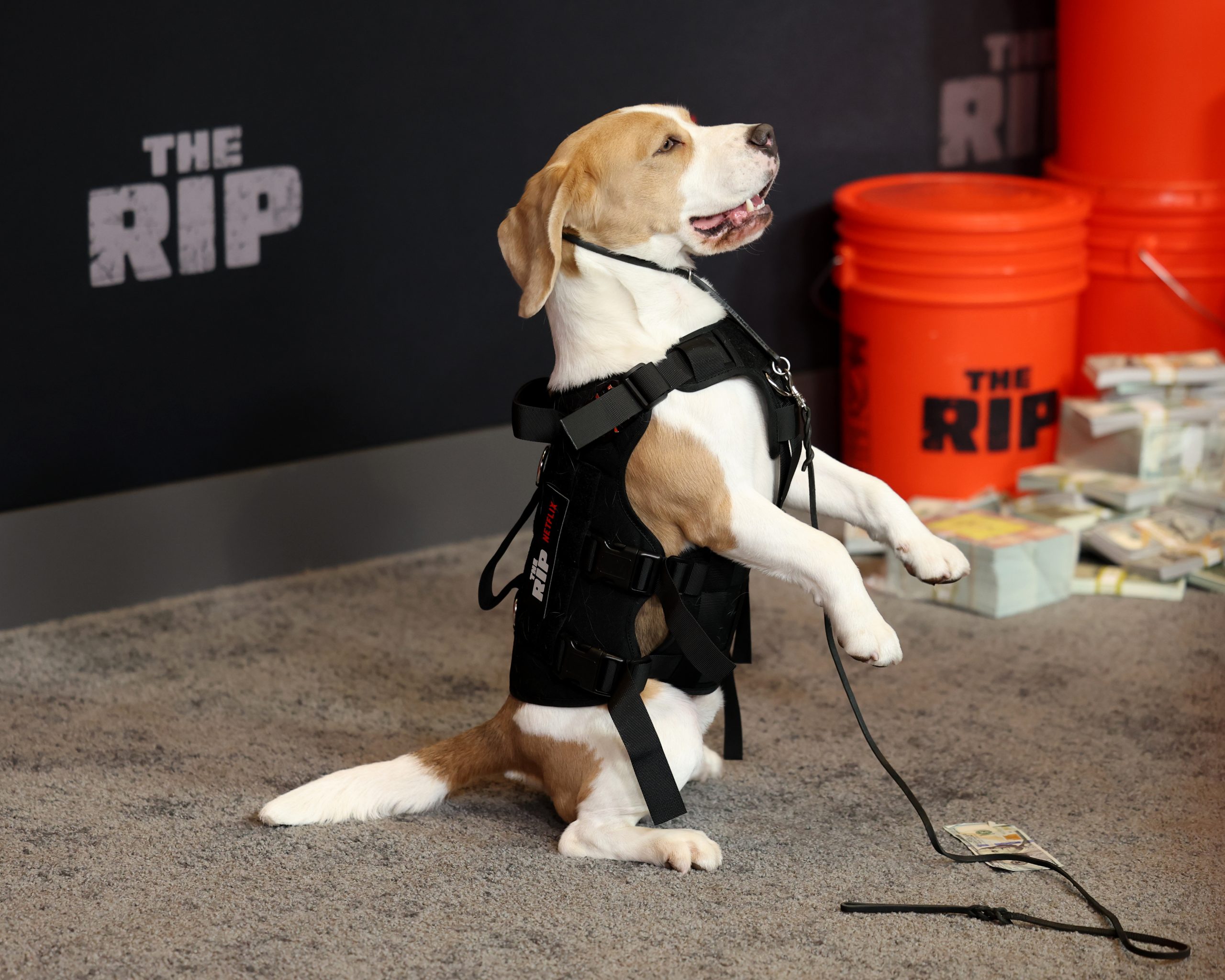 上线即登顶！本·阿弗莱克与马特·达蒙的《全信没收》凭什么预定 2026 年爆款？